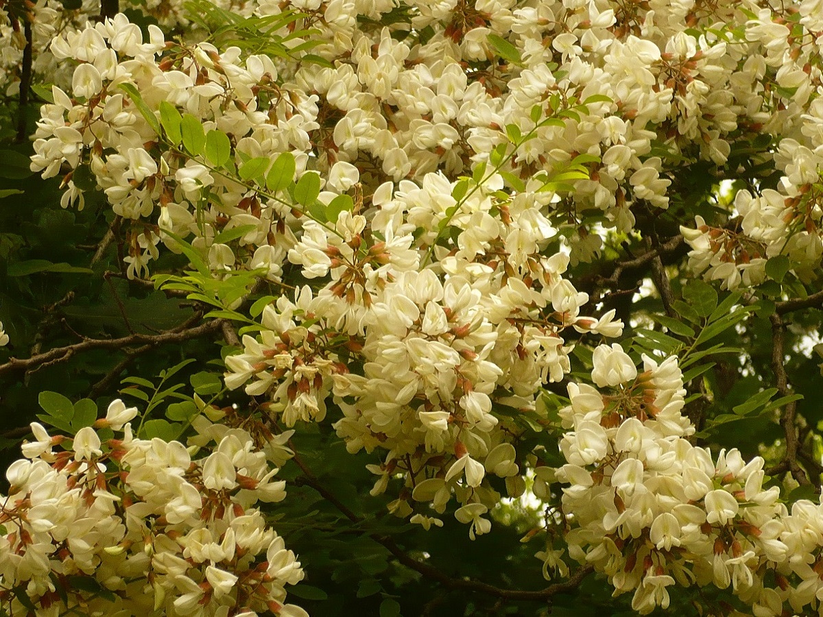 Robinia pseudoacacia (Fabaceae)